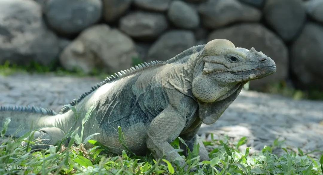 Bali Reptile Park Review: The 4.9★ Hidden Gem Next to Bali Bird Park